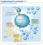Mechanism of Action of Immunosuppressants