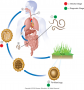 Life cycle of Ascaris: Adult worms (1) live in the lumen of the small intestine. A female may ...