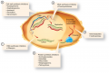 Mechanisms of action of antimicrobial drugs.