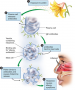 Pathophysiology of allergic rhinitis.