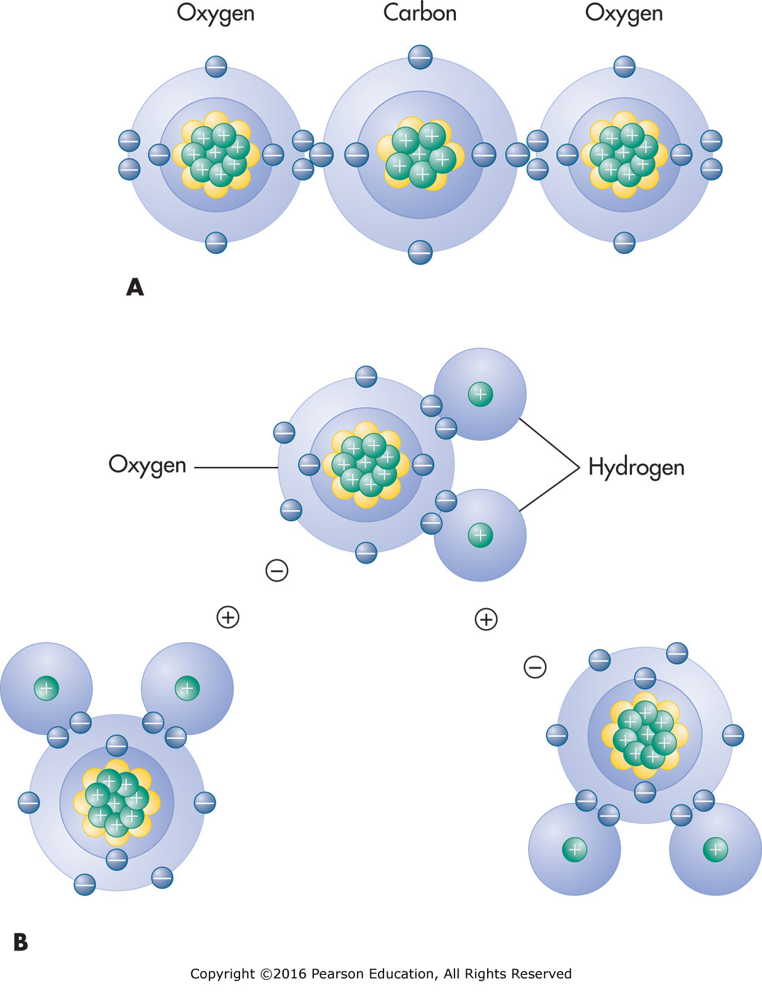 Attraction between water molecules showing polar covalent bonding.