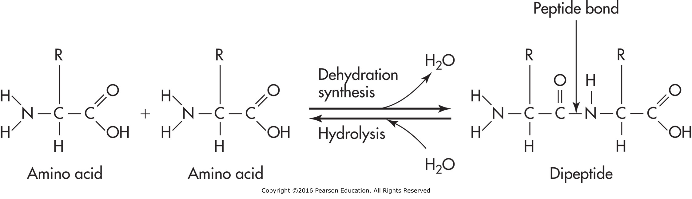 Metabolic reactions: Dehydration synthesis builds new compounds while hydrolysis breaks down ...