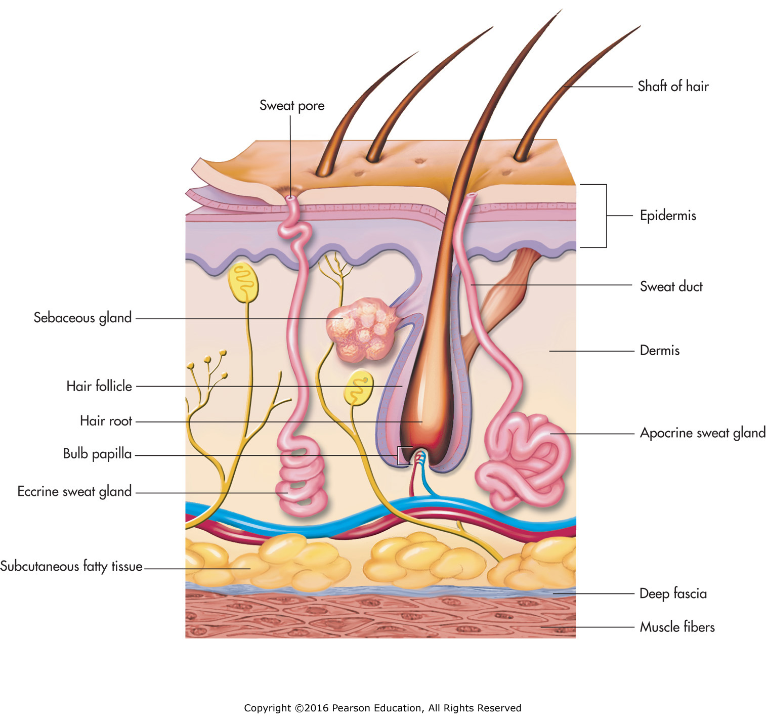 Sweat and sebaceous glands.