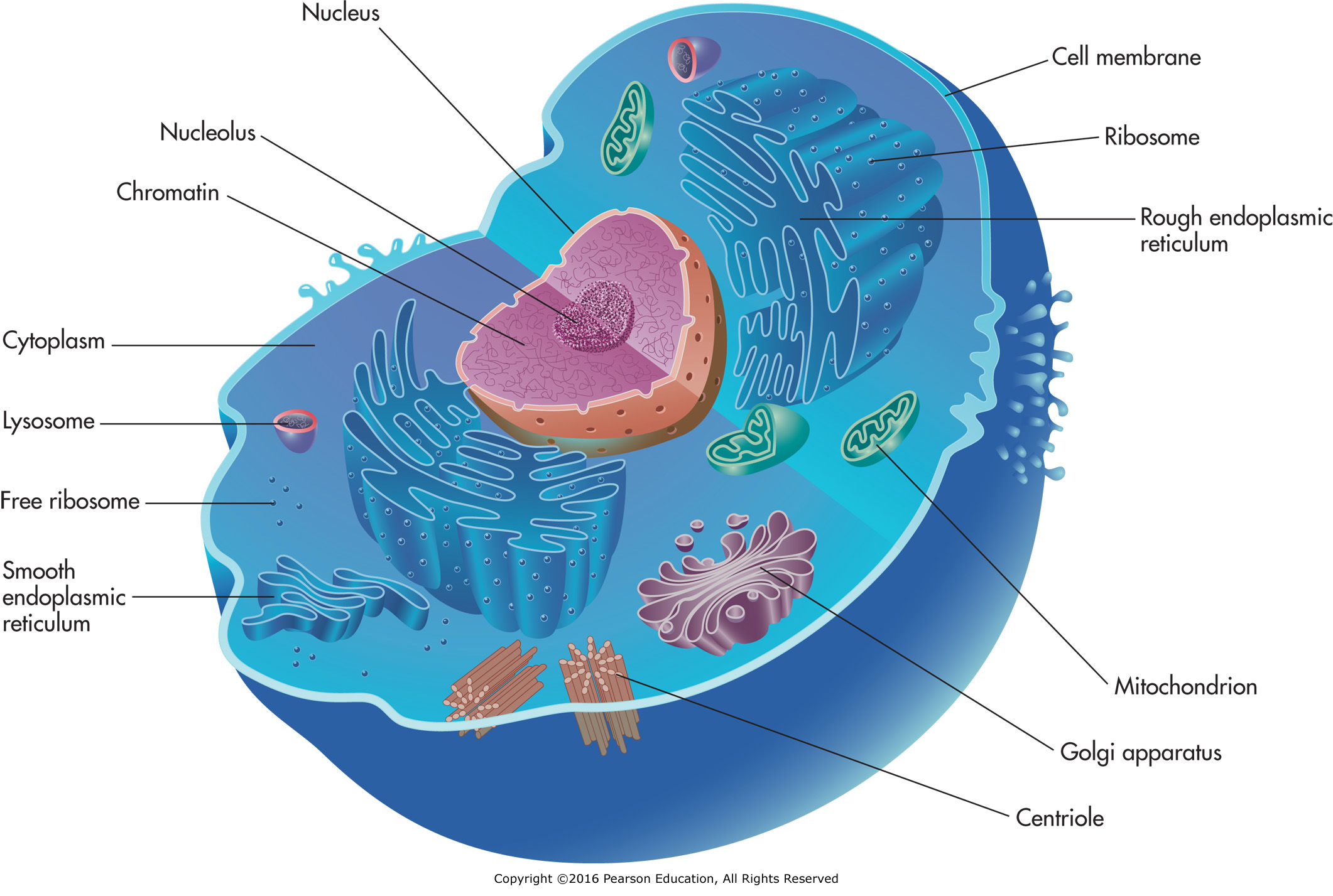 Cellular components.