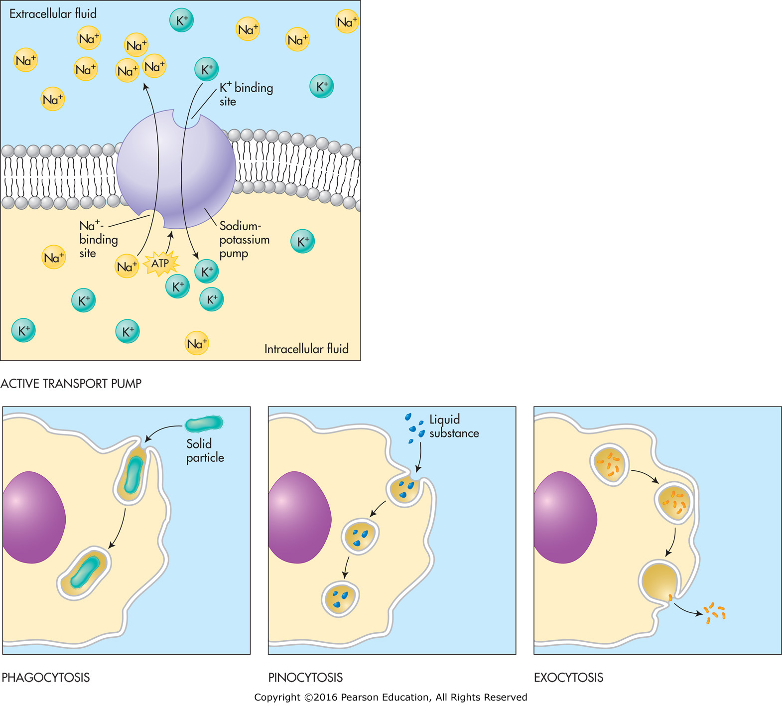 Types of active transport into and out of cells.