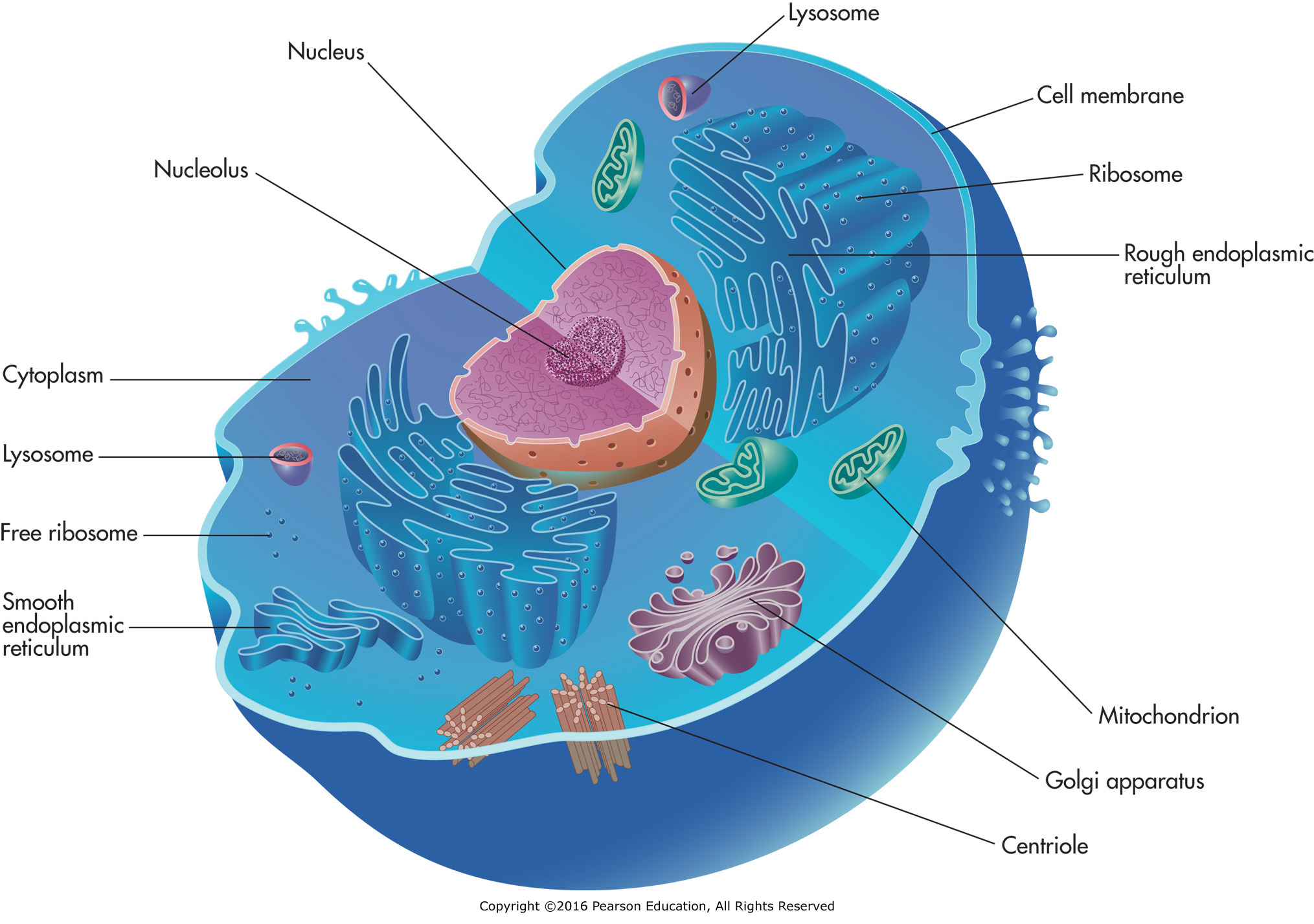 The cell membrane, cytoplasm, nucleus, nucleolus, ribosomes, centrioles, mitochondria, endoplasmic ...