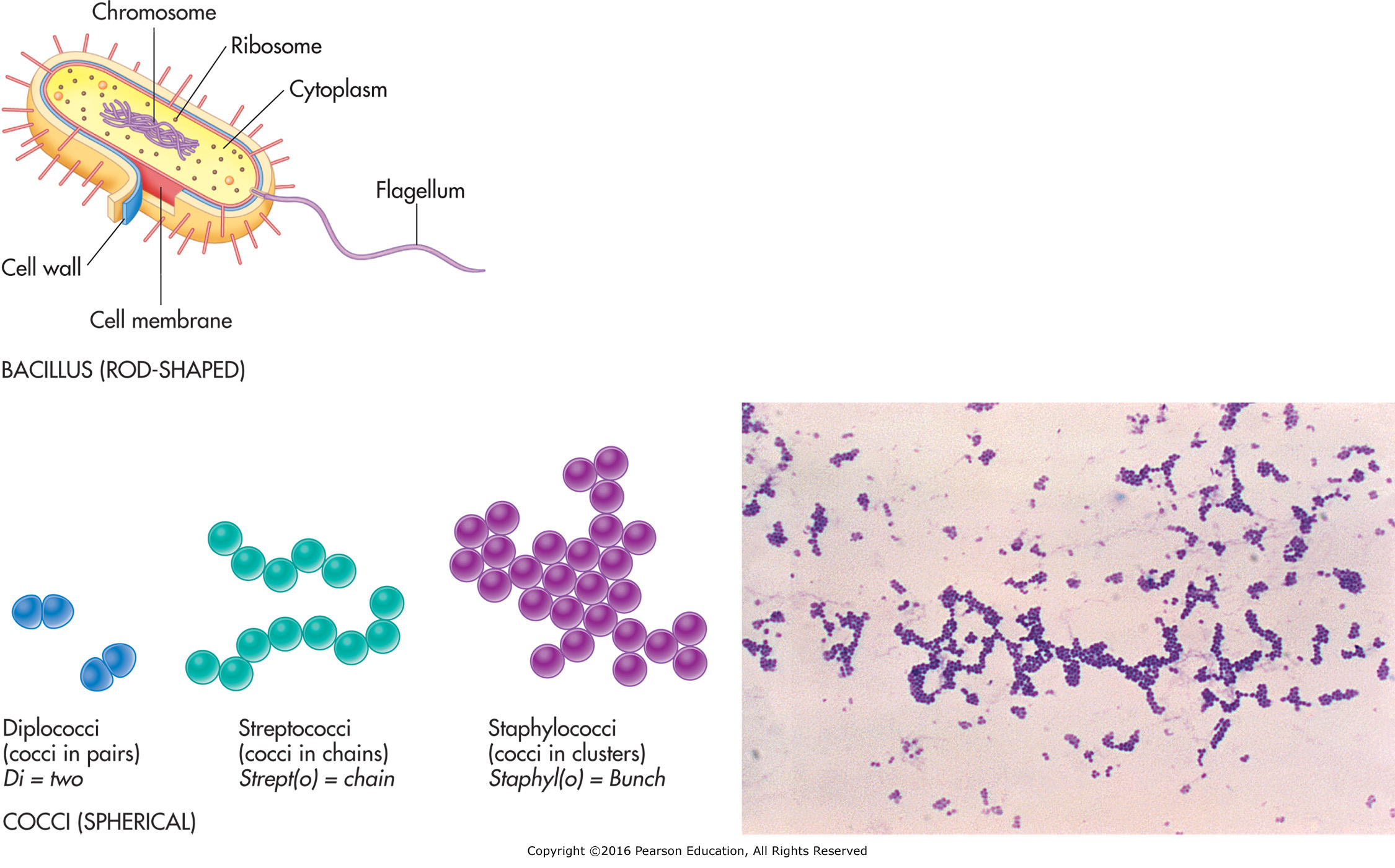 Types of bacteria.