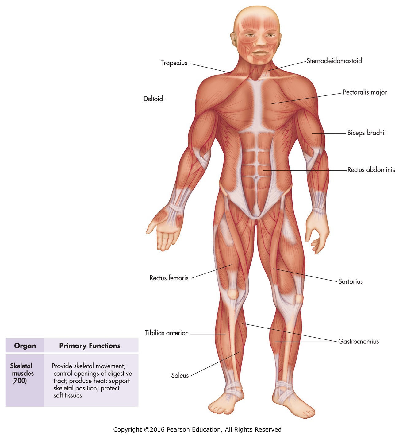 The muscular system.