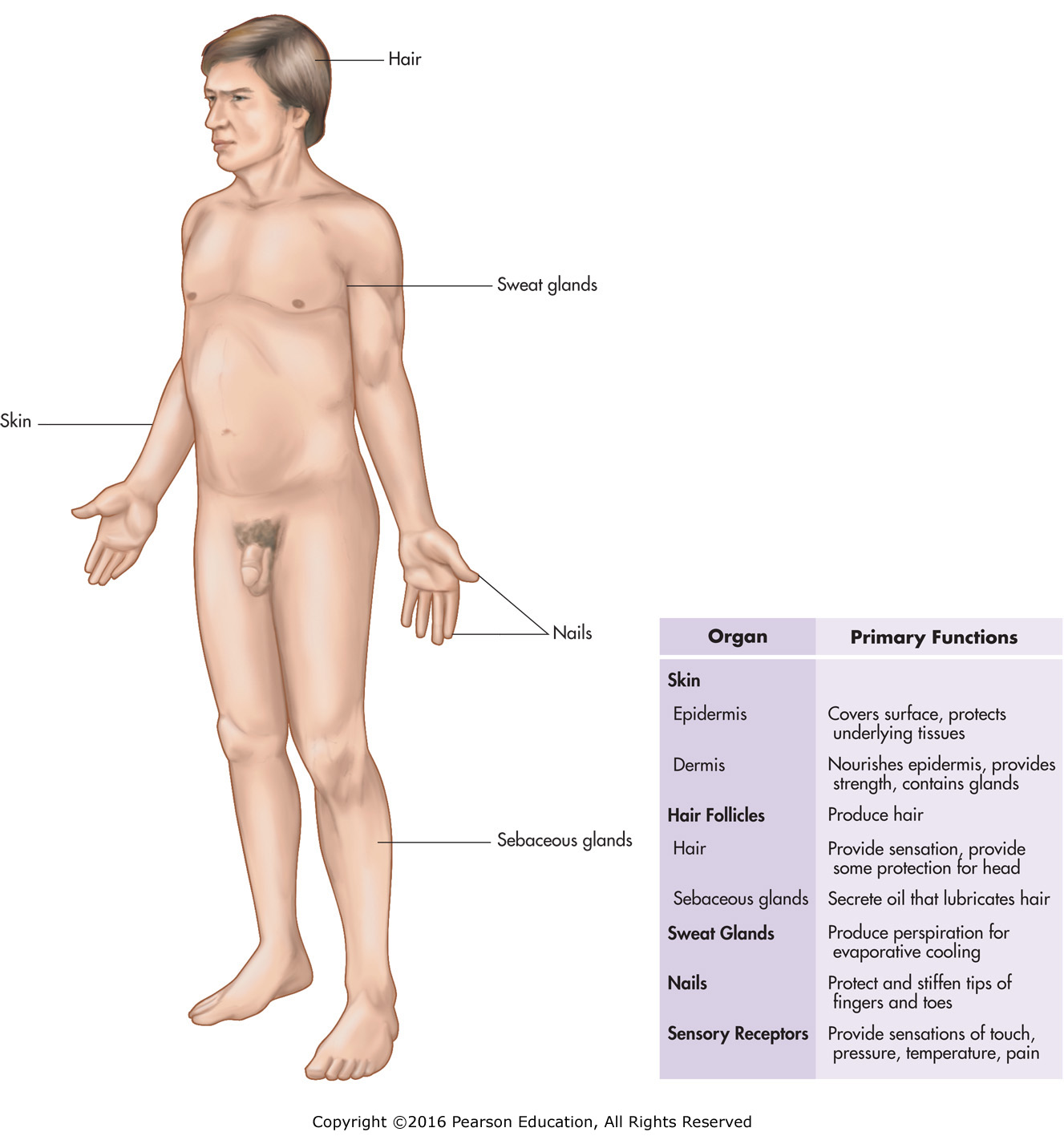 The integumentary system.