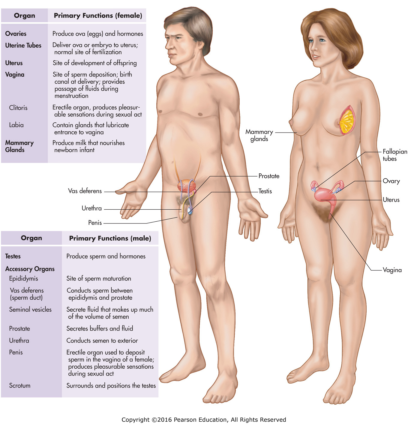 The male and female reproductive systems.