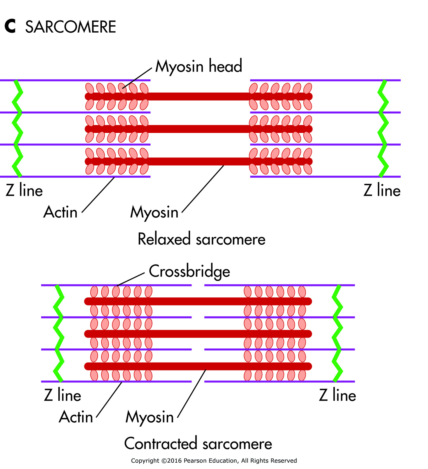 (C) Relaxed and contracted sarcomeres.