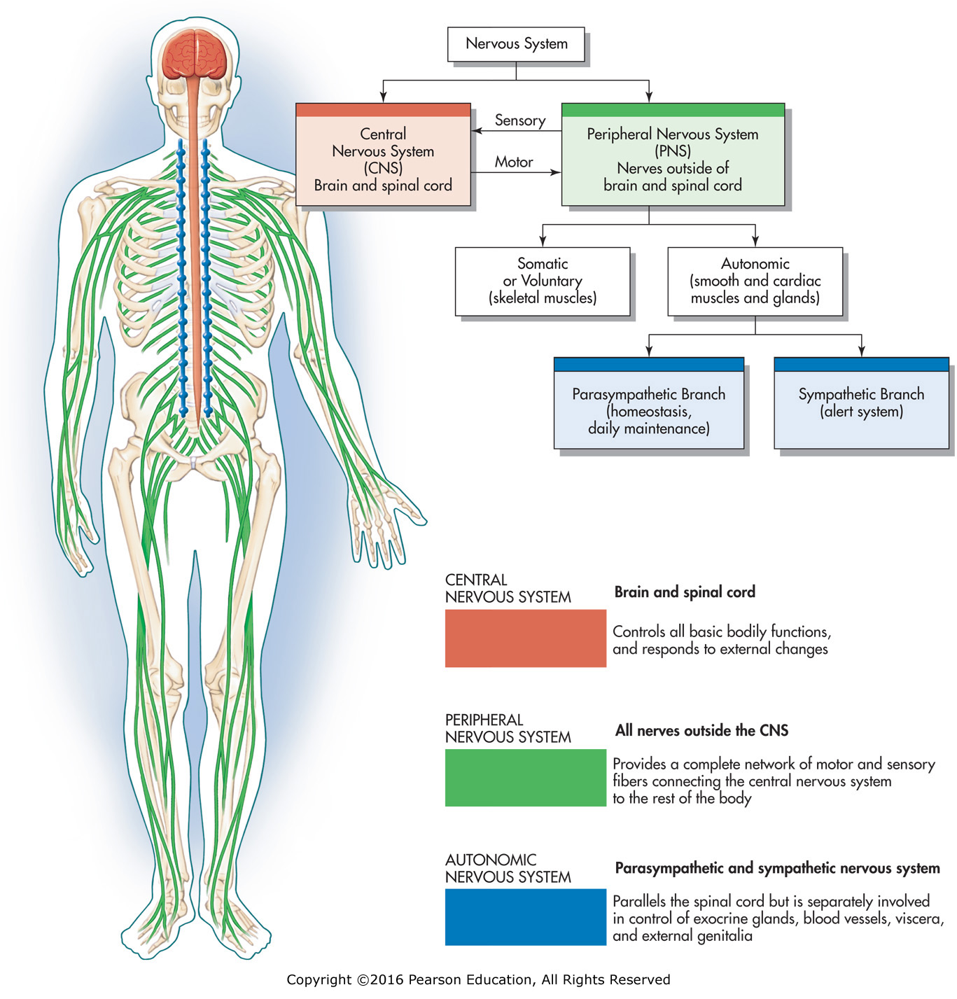 Organization of the nervous system.