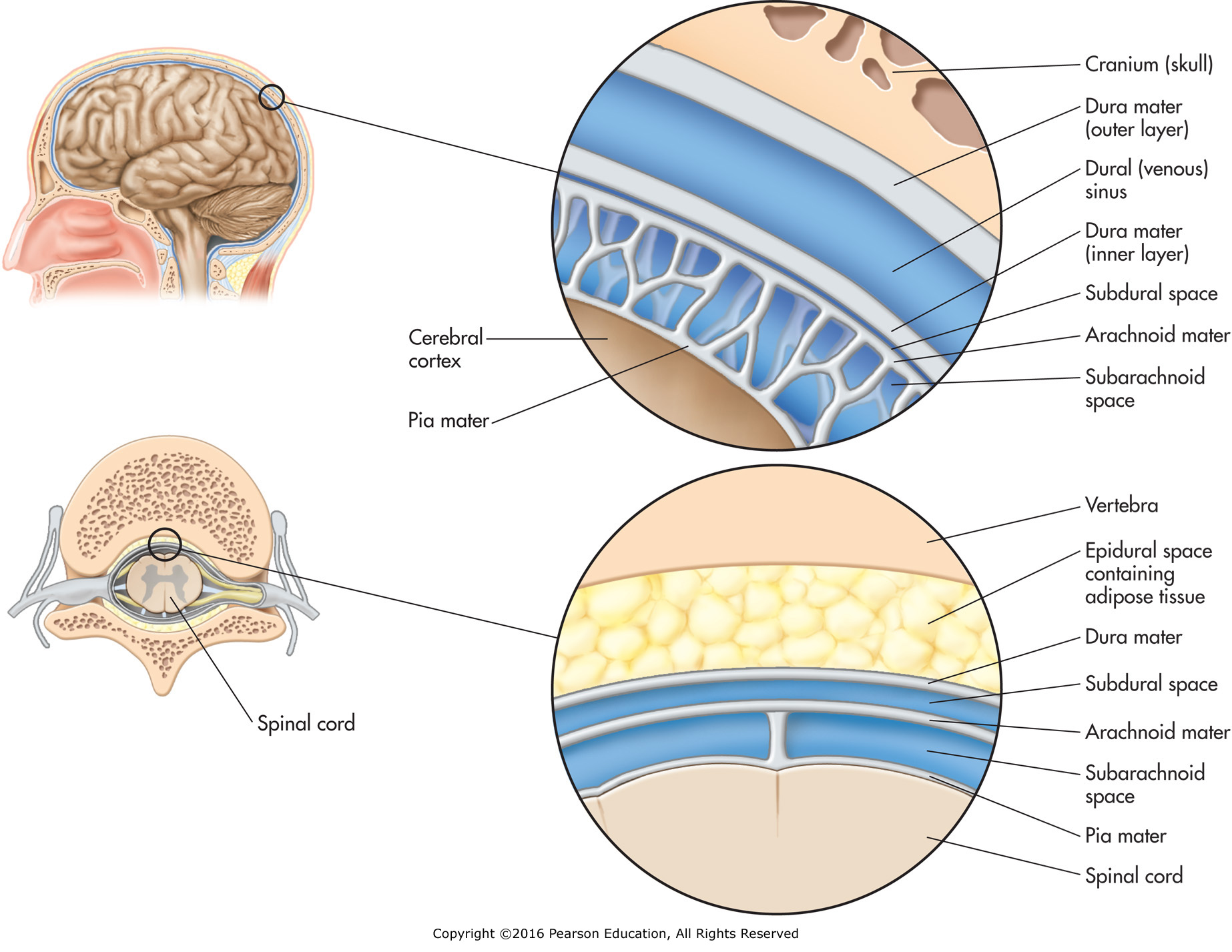 The meninges of the brain and spinal cord.