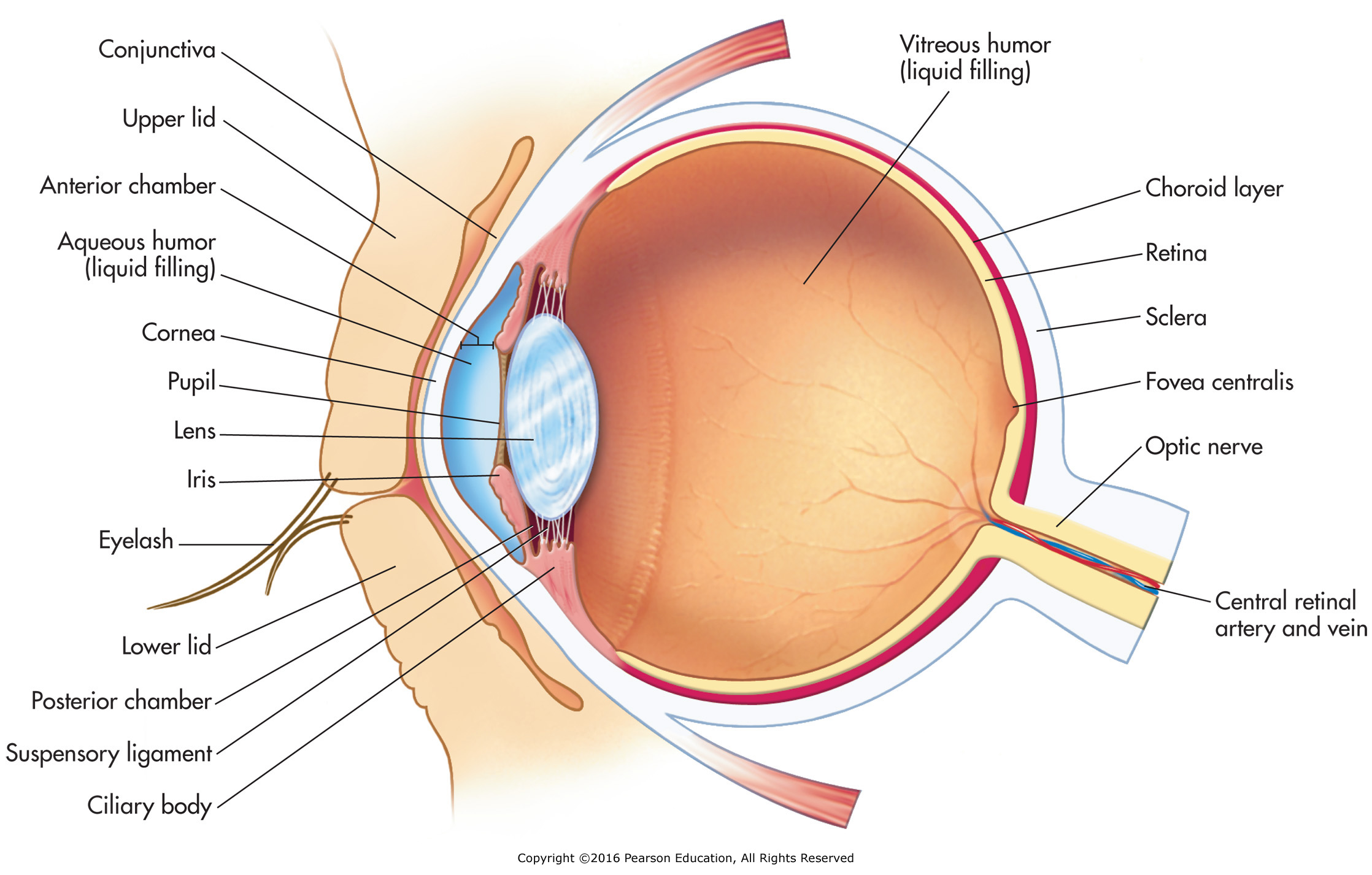 Internal structures of the eye.