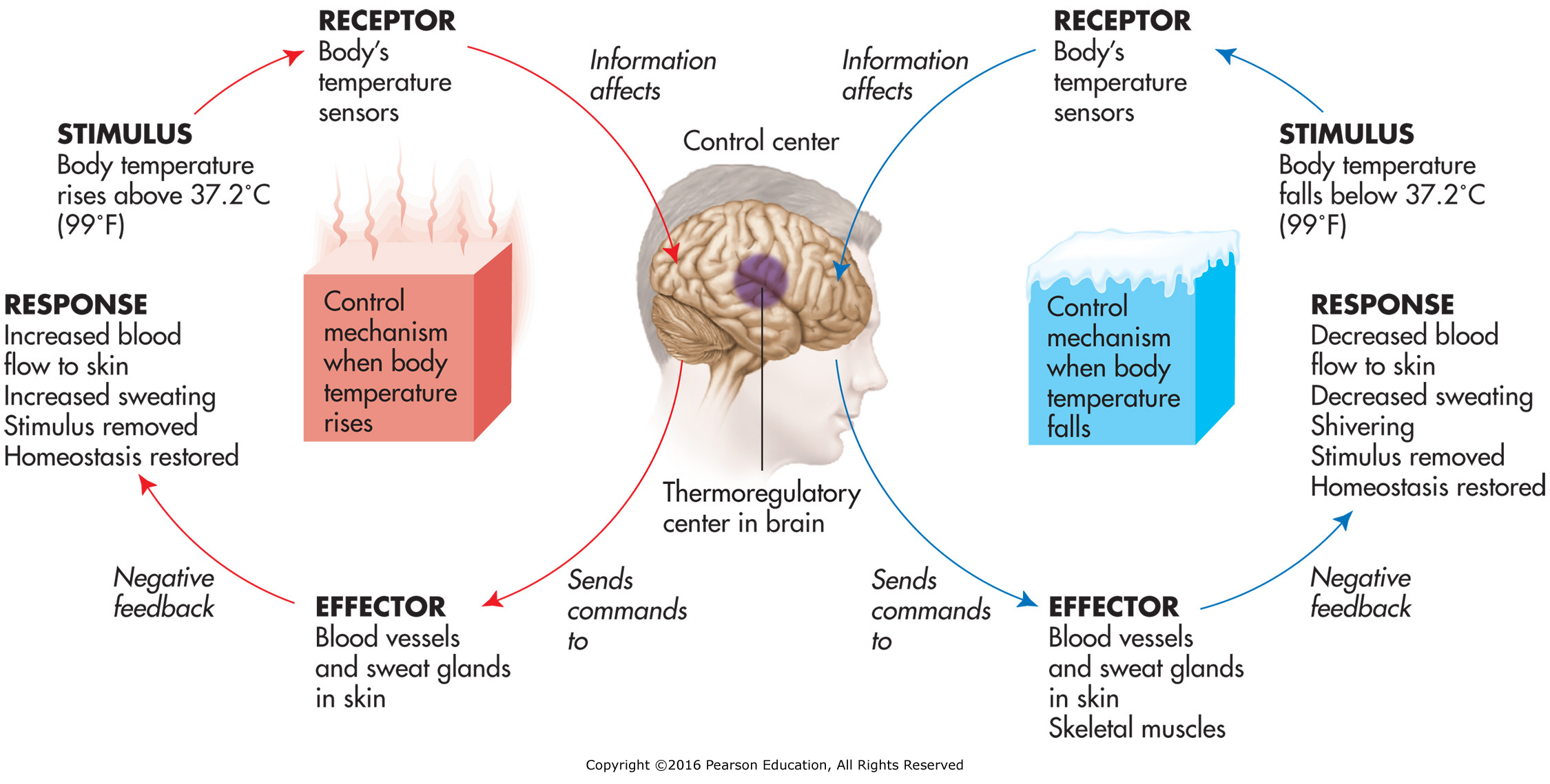 Homeostasis and negative feedback as related to control of body temperature.