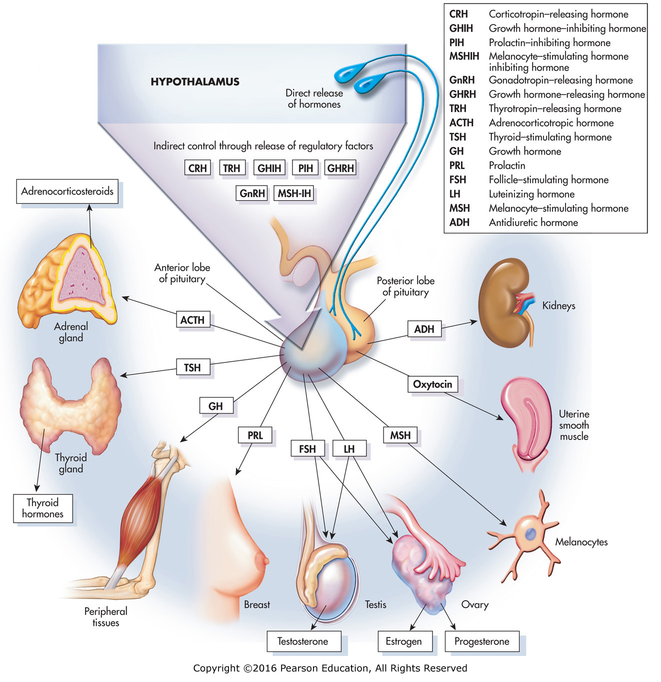 The hypothalamus, anterior and posterior pituitary glands, and their targets and associated ...