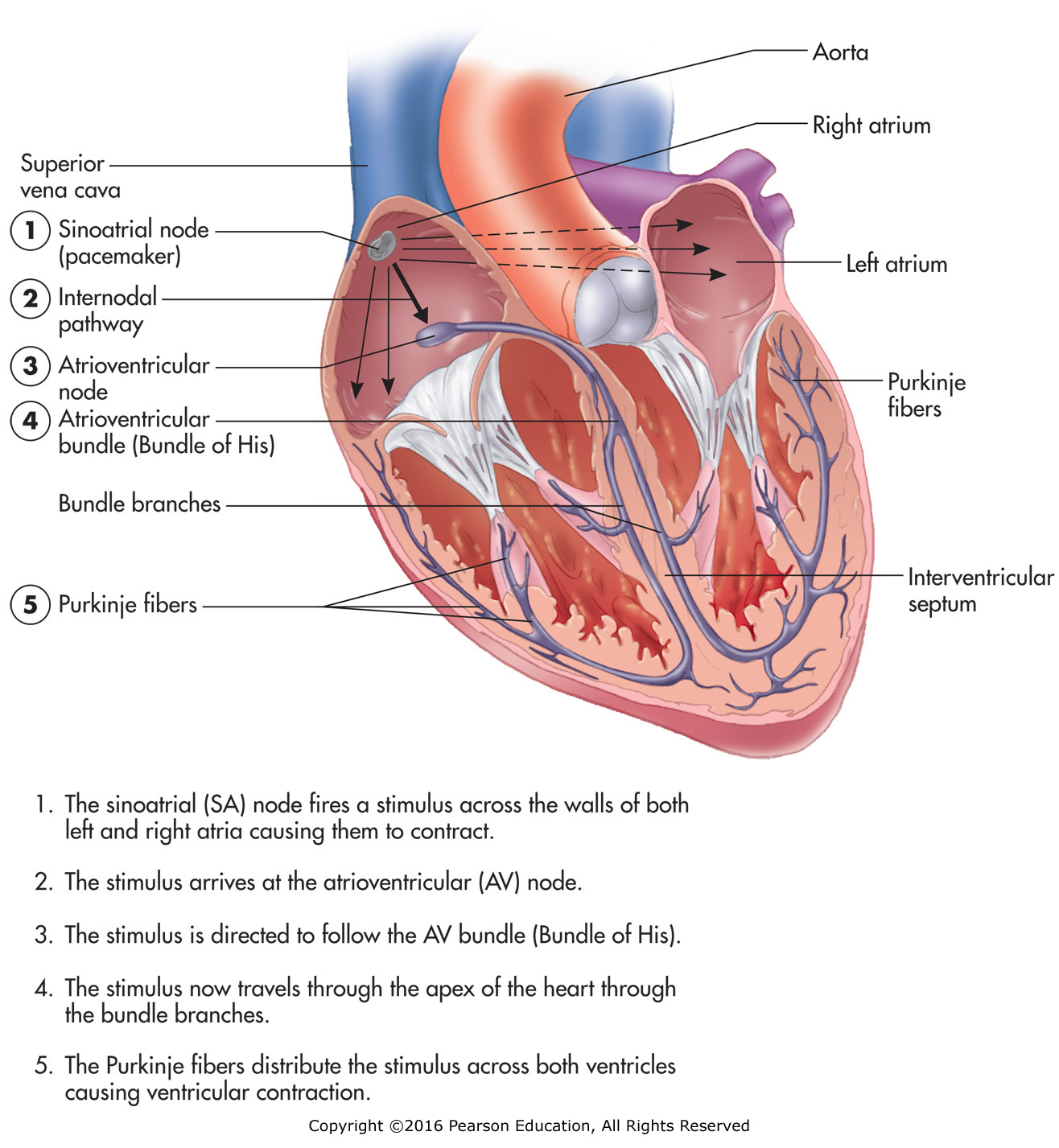 Conduction system of the heart.