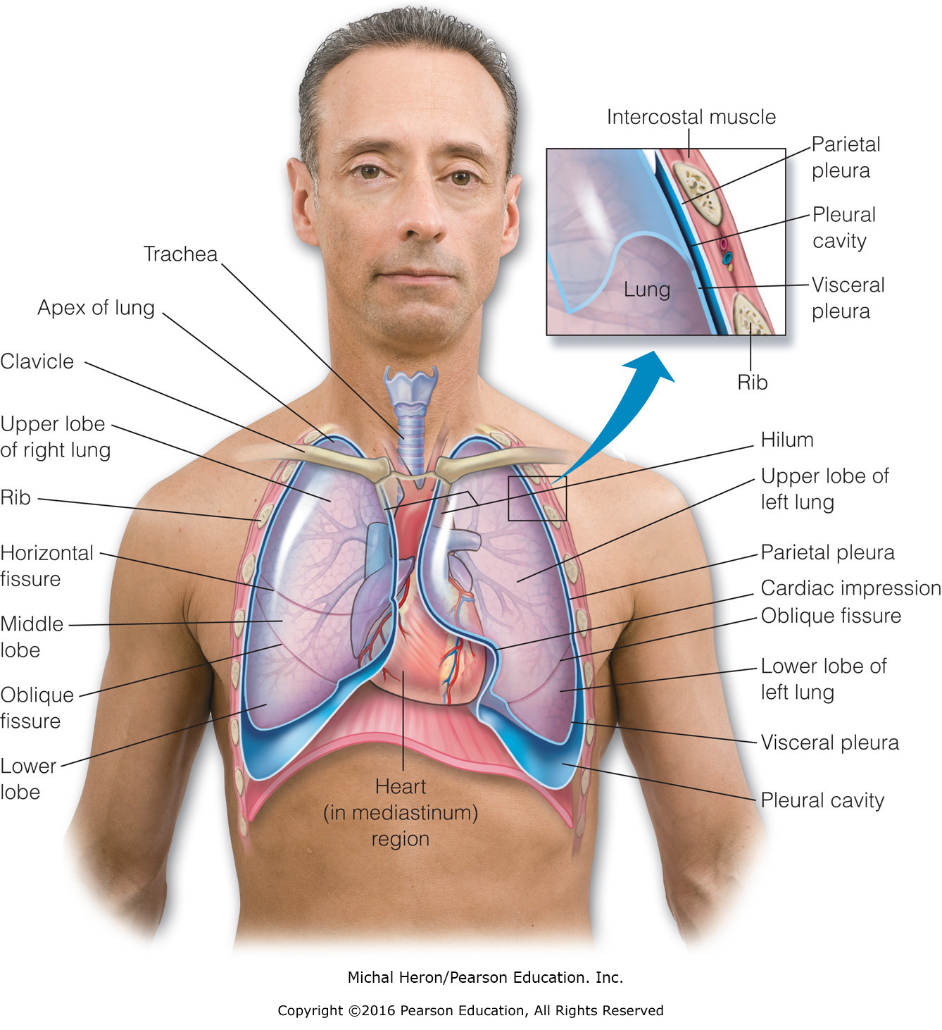 Structures of the thoracic cavity.