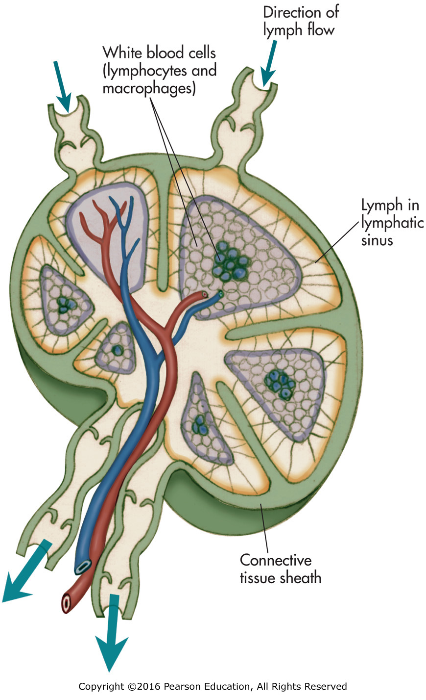 The lymph node structure.