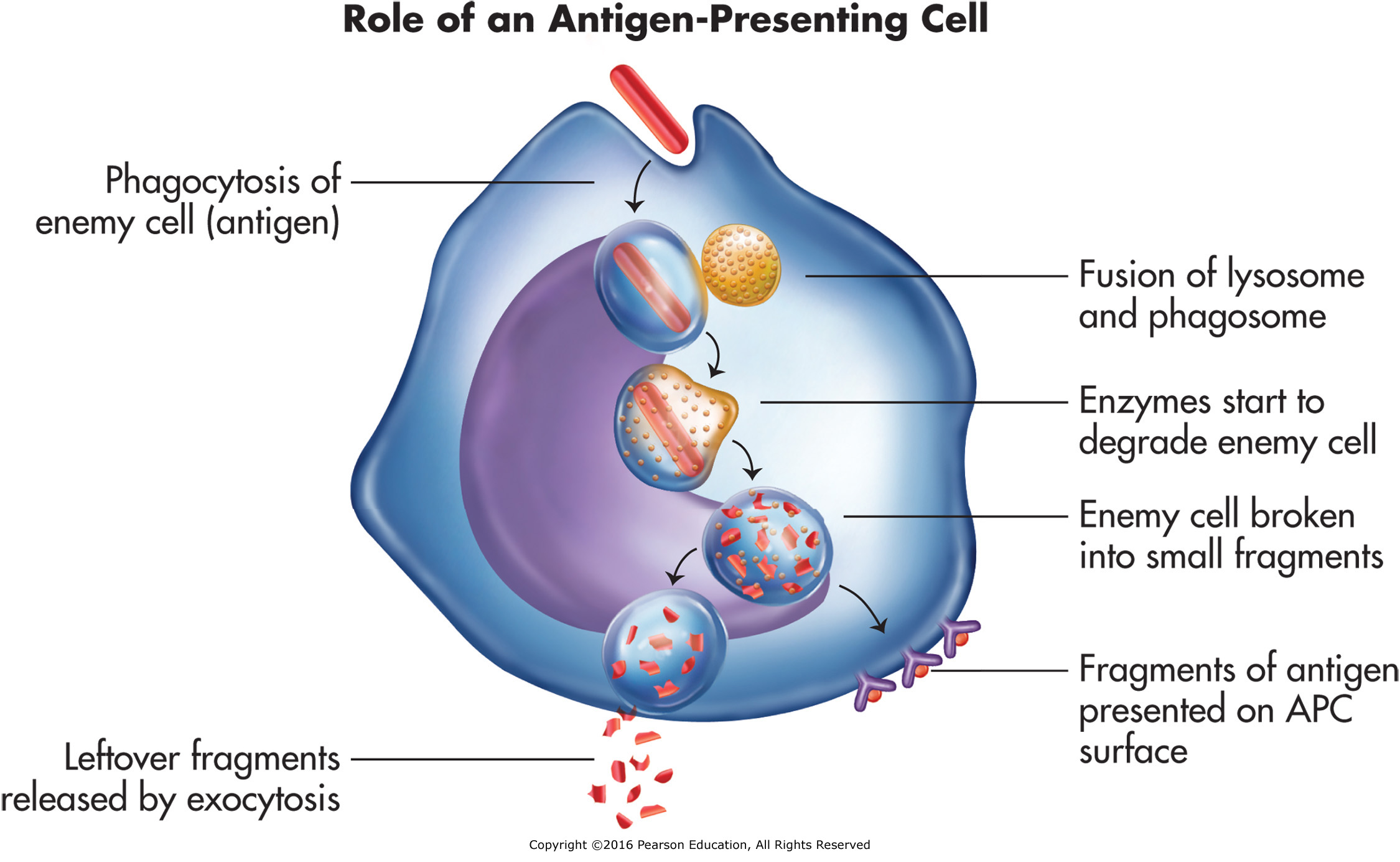 The role of antigen-presenting cell (APC).