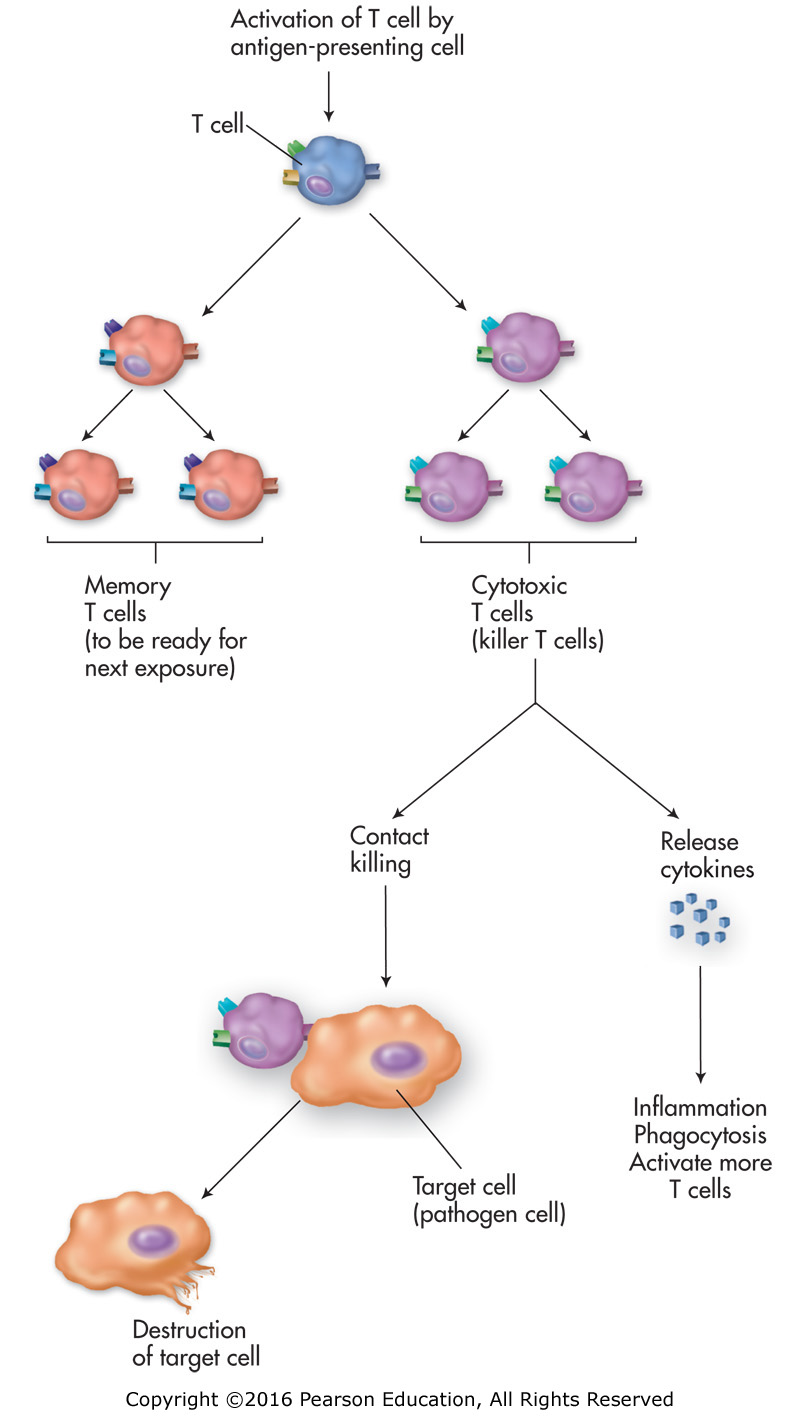 Cell-mediated immunity, primary and secondary response.