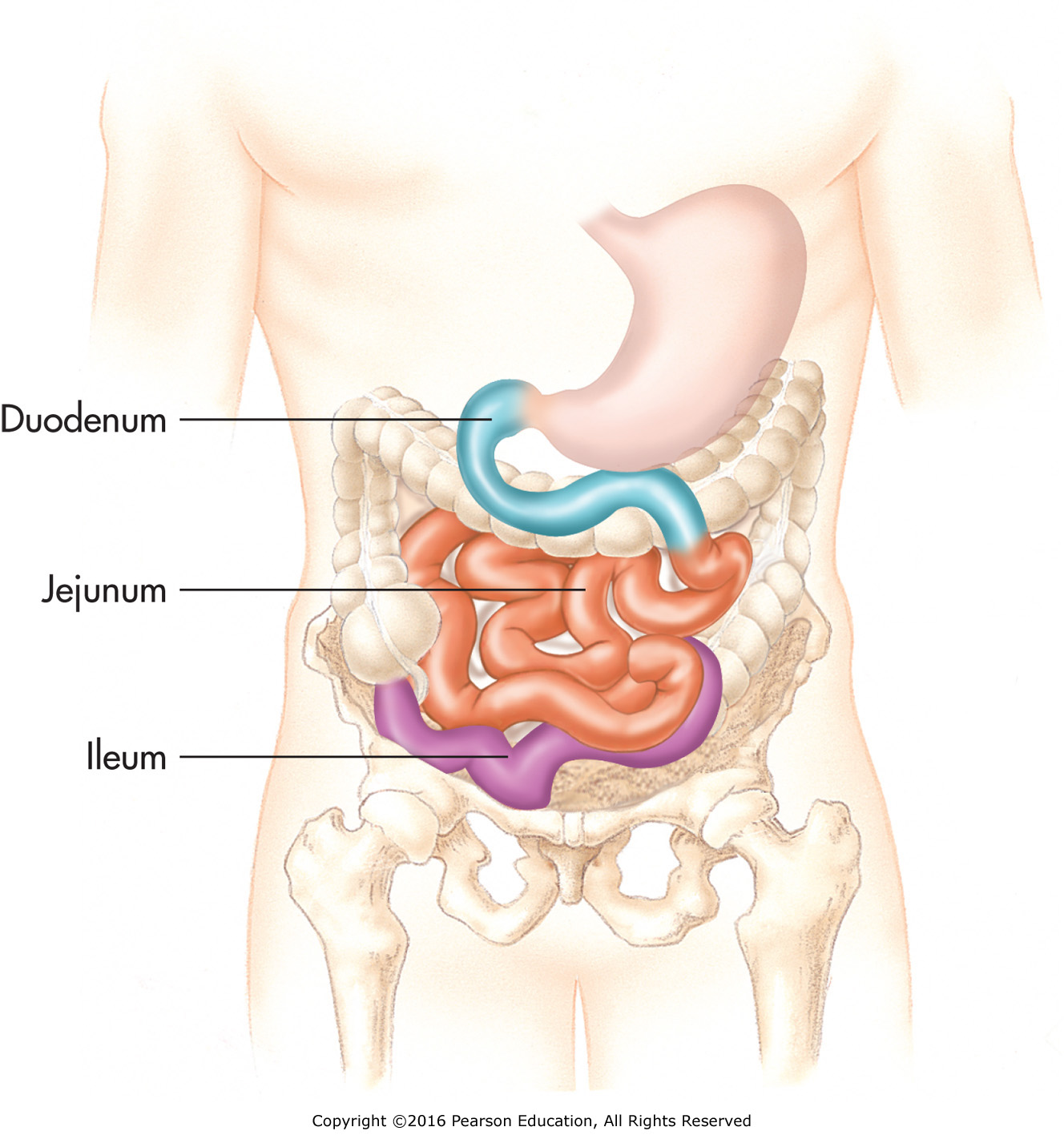 The small intestine.