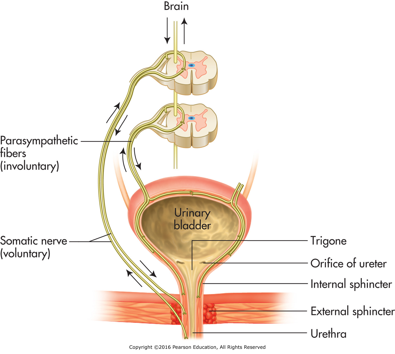 Control of urination.