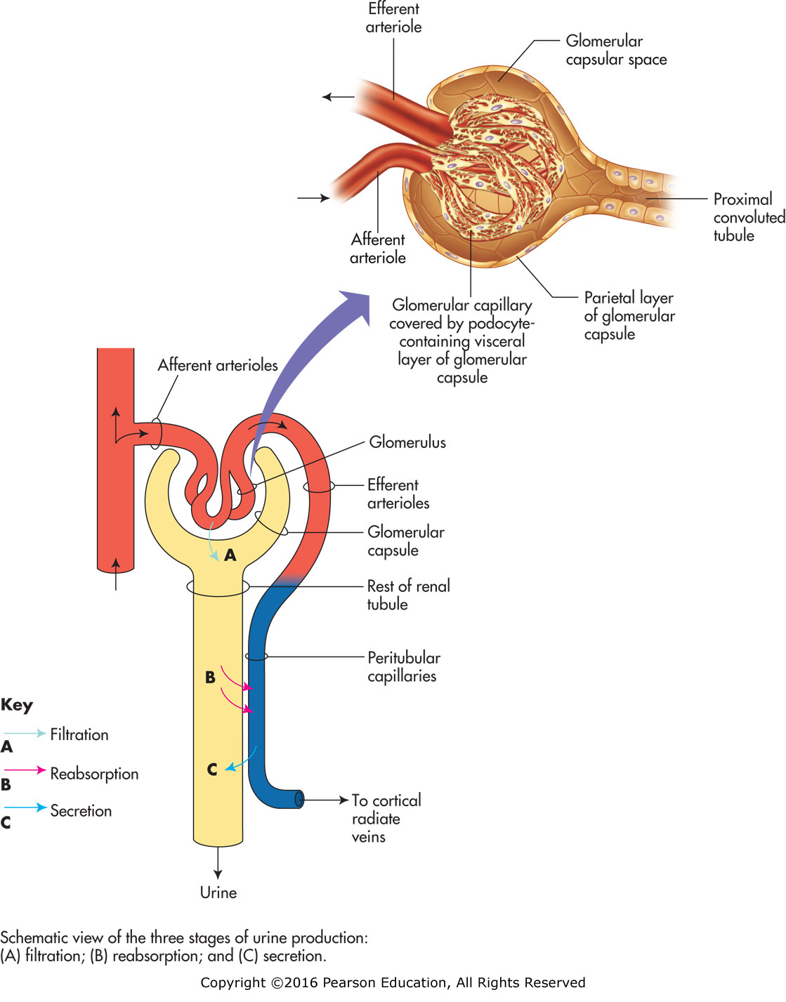 The processes involved in urine formation.