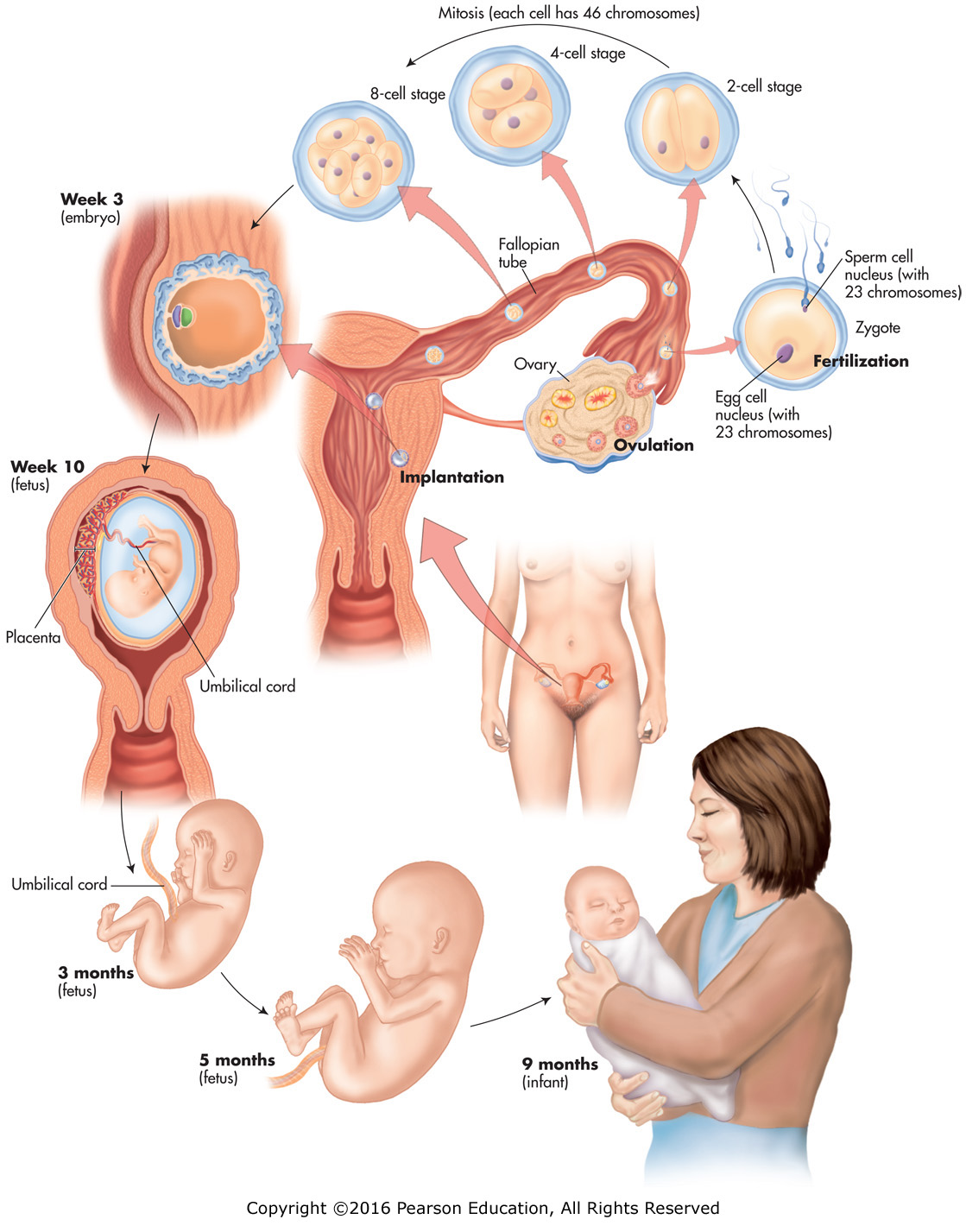 The early stages of the human life cycle.