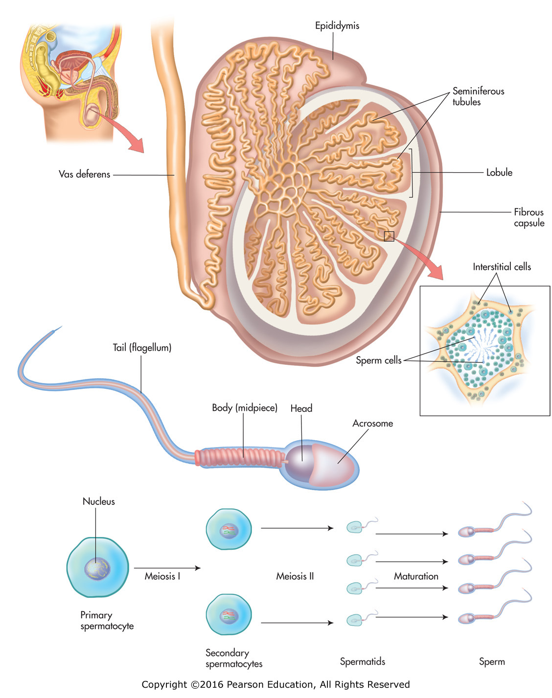 Spermatogenesis.