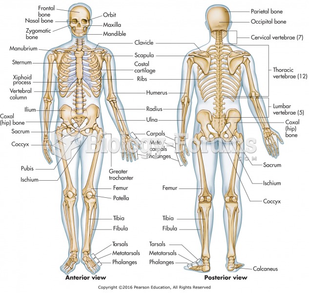 The anterior and posterior human skeleton.