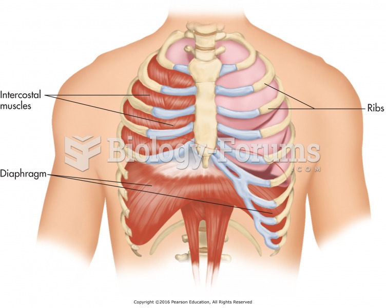 The diaphragm: The major muscle of breathing.
