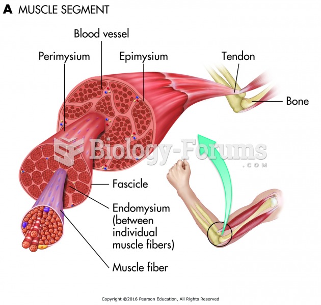 (A) The muscle segment.
