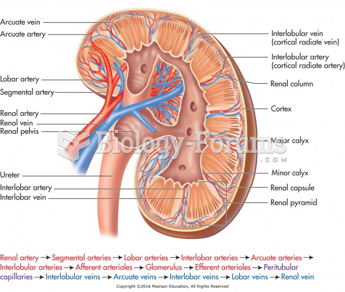 Renal blood vessels and the pathway of blood through the renal system.