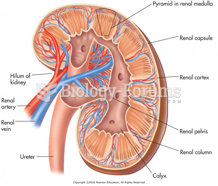 The internal and external anatomy of the kidney.