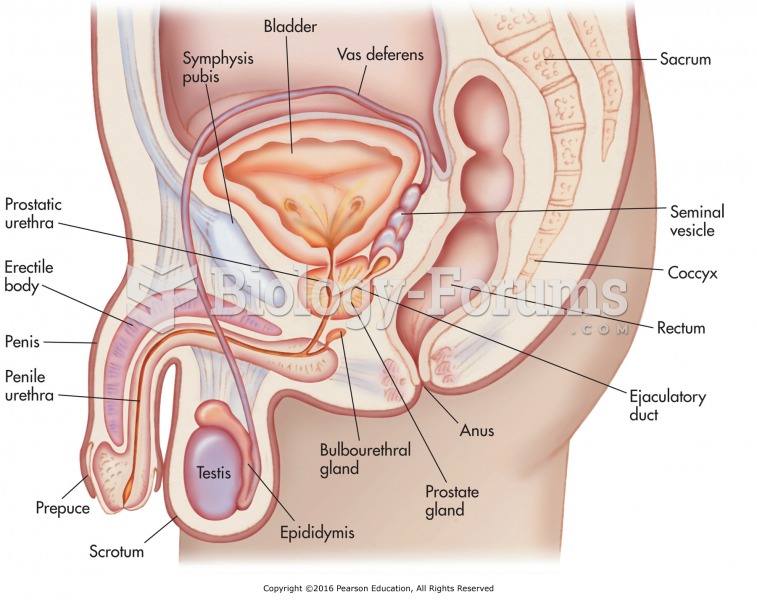 Male reproductive anatomy.