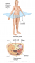 Transverse plane and a cross-sectional view of the upper abdominal region.