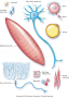 Various types of cells within the human body.