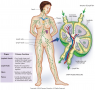 The lymphatic system.