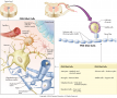 Glial cells and their functions.