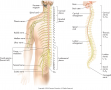 The spinal cord. Although there are only seven cervical vertebrae, there are eight cervical spinal ...