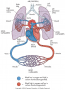 Overview of the cardiovascular system.