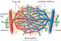 Relationship of the lymphatic system to the cardiovascular system.