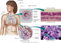 The components of the respiratory system with micrographs of the respiratory epithelium and alveoli. ...