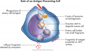 The role of antigen-presenting cell (APC).