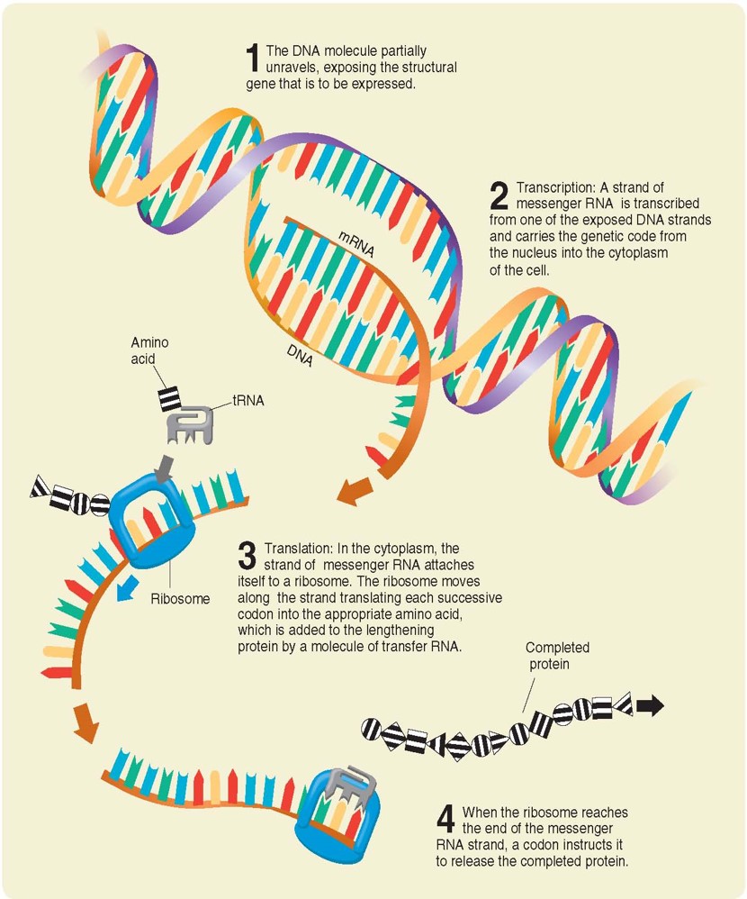 Gene expression. Transcription of a section of DNA into a complementary strand of messenger RNA is ...