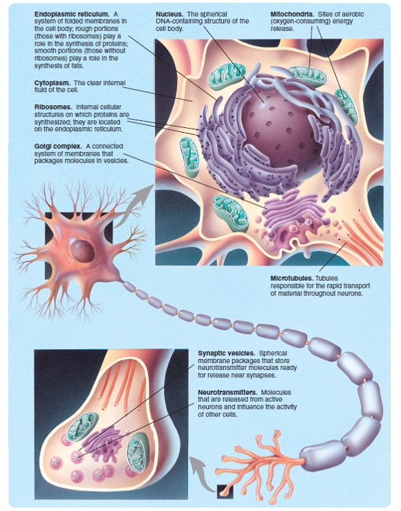 The major internal features of a neuron.