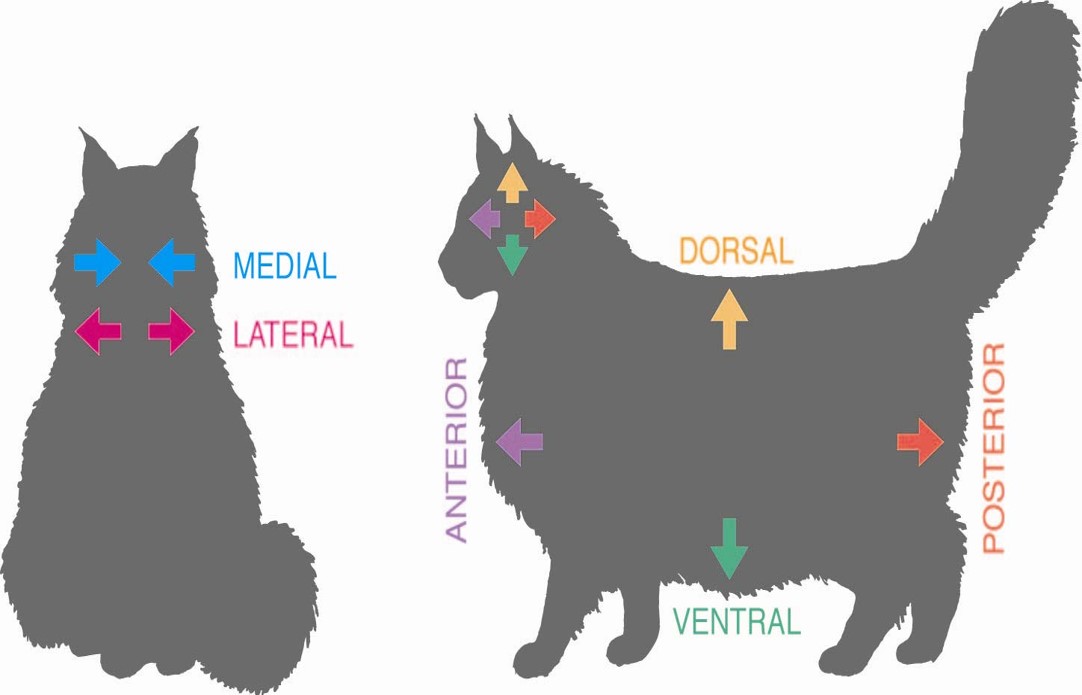 Anatomical directions in representative vertebrates, my cats Sambala and Rastaman.