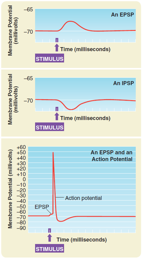 An EPSP, and IPSP, and an EPSP followed by a typical AP.