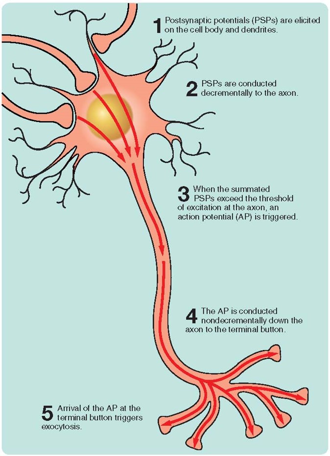 The direction of signals conducted orthodromically through a typical multipolar neuron.